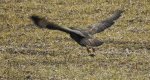 Myszołów zwyczajny, myszołów (Buteo buteo)