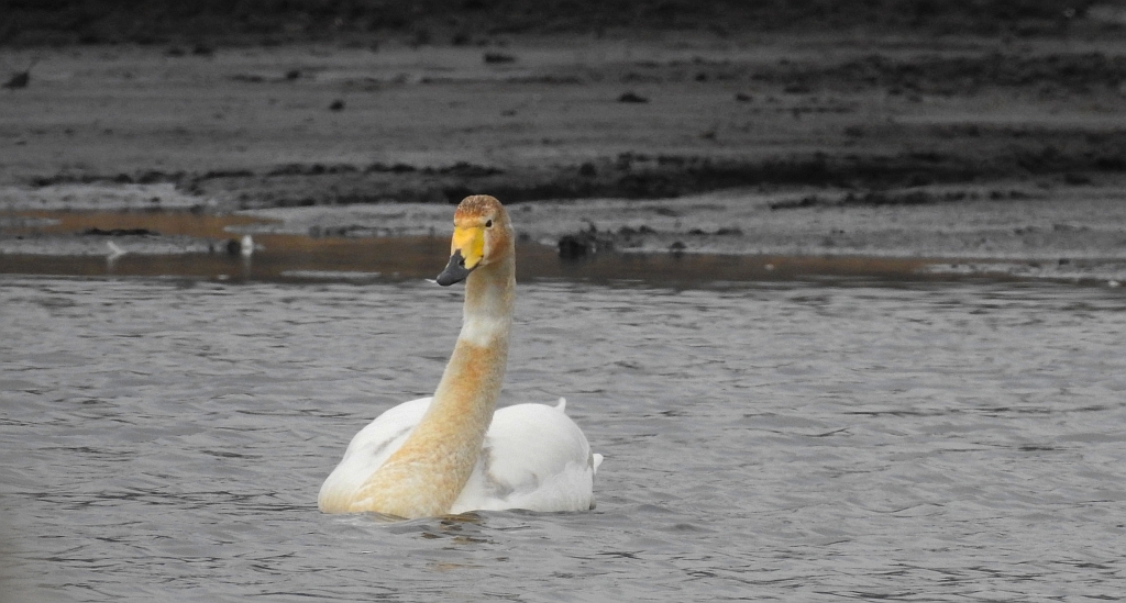 Łabędź krzykliwy (Cygnus cygnus)