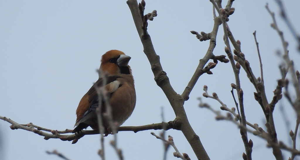 Grubodziób zwyczajny, grubodziób, pestkojad, grabołusk (Coccothraustes coccothraustes)