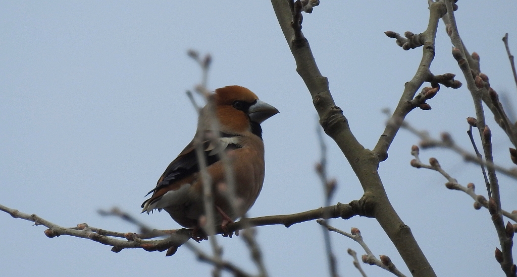 Grubodziób zwyczajny, grubodziób, pestkojad, grabołusk (Coccothraustes coccothraustes)