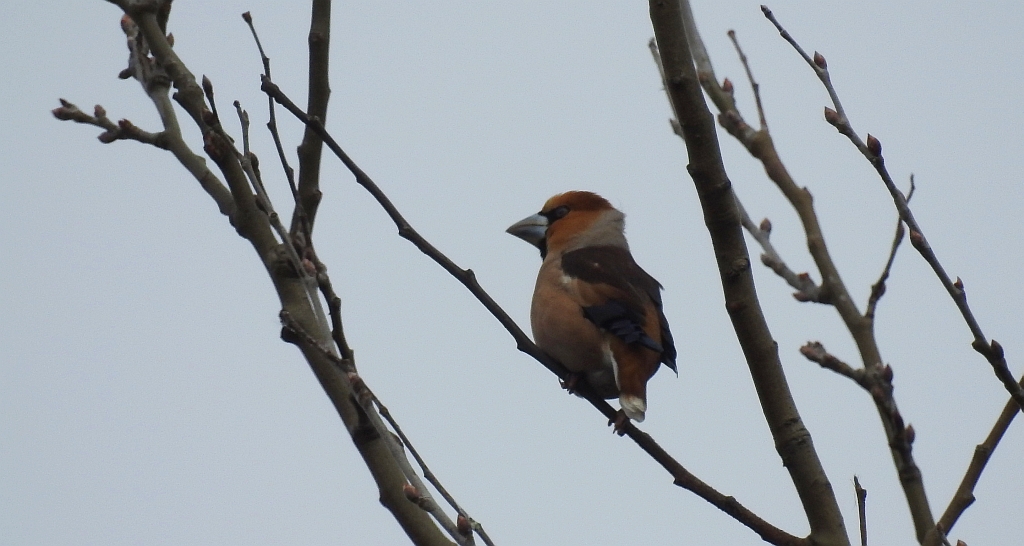 Grubodziób zwyczajny, grubodziób, pestkojad, grabołusk (Coccothraustes coccothraustes)