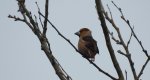 Grubodziób zwyczajny, grubodziób, pestkojad, grabołusk (Coccothraustes coccothraustes)