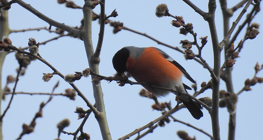 Gil zwyczajny, gil (Pyrrhula pyrrhula)