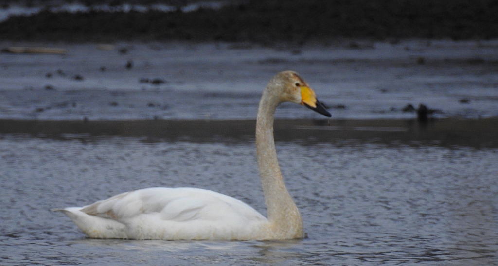 Łabędź krzykliwy (Cygnus cygnus)