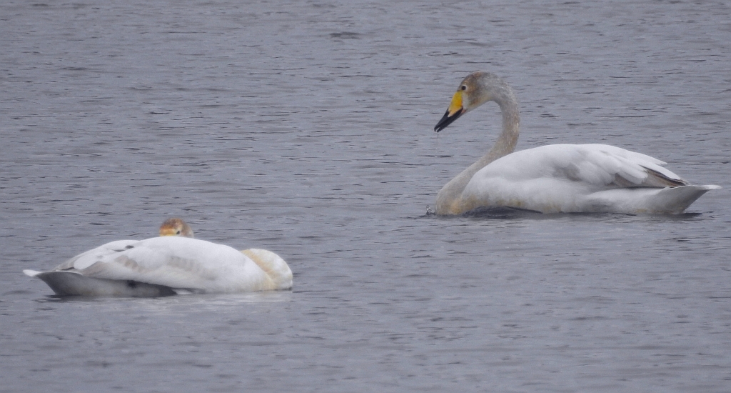 Łabędź krzykliwy (Cygnus cygnus)