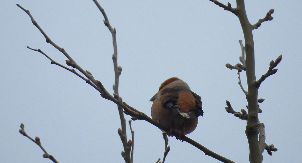 Grubodziób zwyczajny, grubodziób, pestkojad, grabołusk (Coccothraustes coccothraustes)