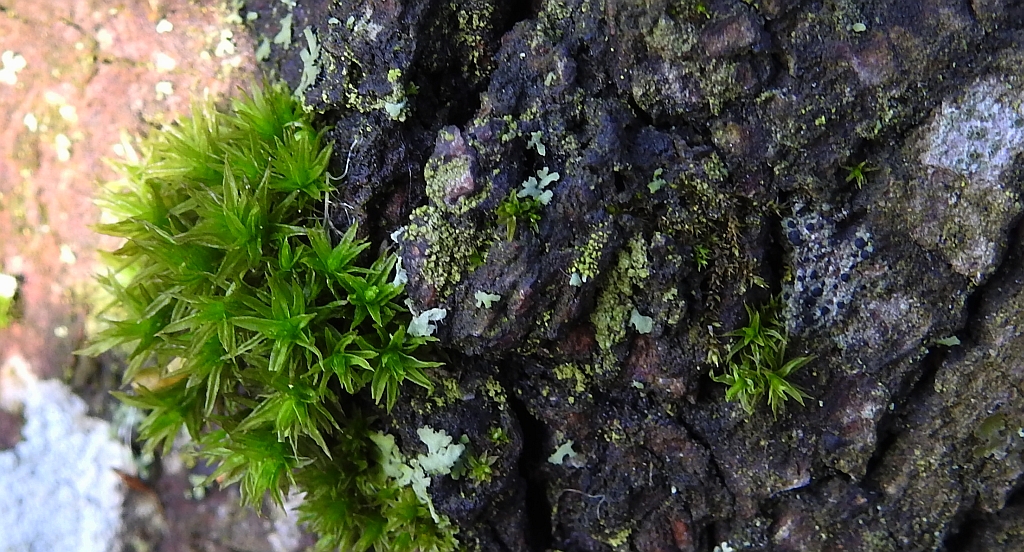 Żurawiec falisty (Atrichum undulatum)