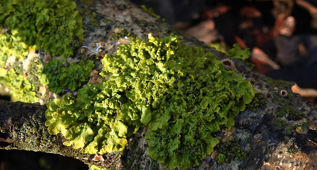 Żółtlica chropowata (Flavoparmelia caperata)