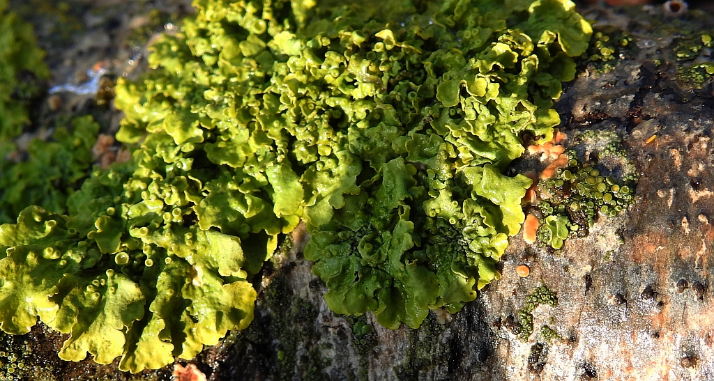 Żółtlica chropowata (Flavoparmelia caperata)