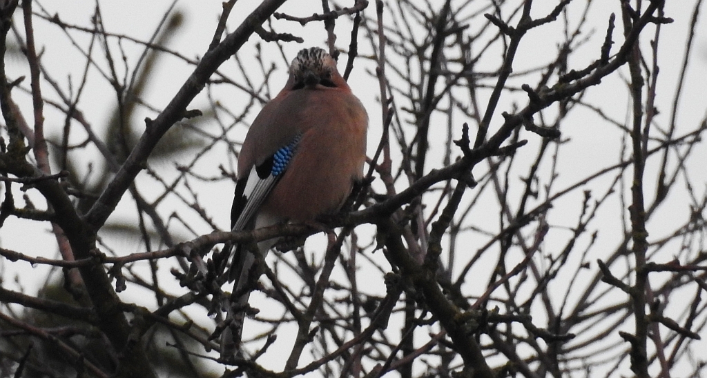 Sójka zwyczajna, sójka, sójka żołędziówka (Garrulus glandarius)