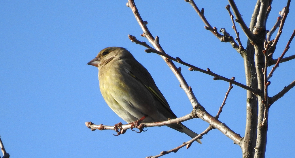 Dzwoniec zwyczajny, dzwoniec (Chloris chloris)