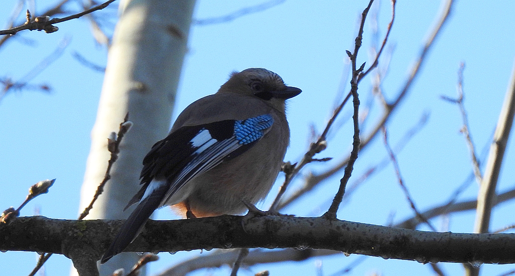Sójka zwyczajna, sójka, sójka żołędziówka (Garrulus glandarius)