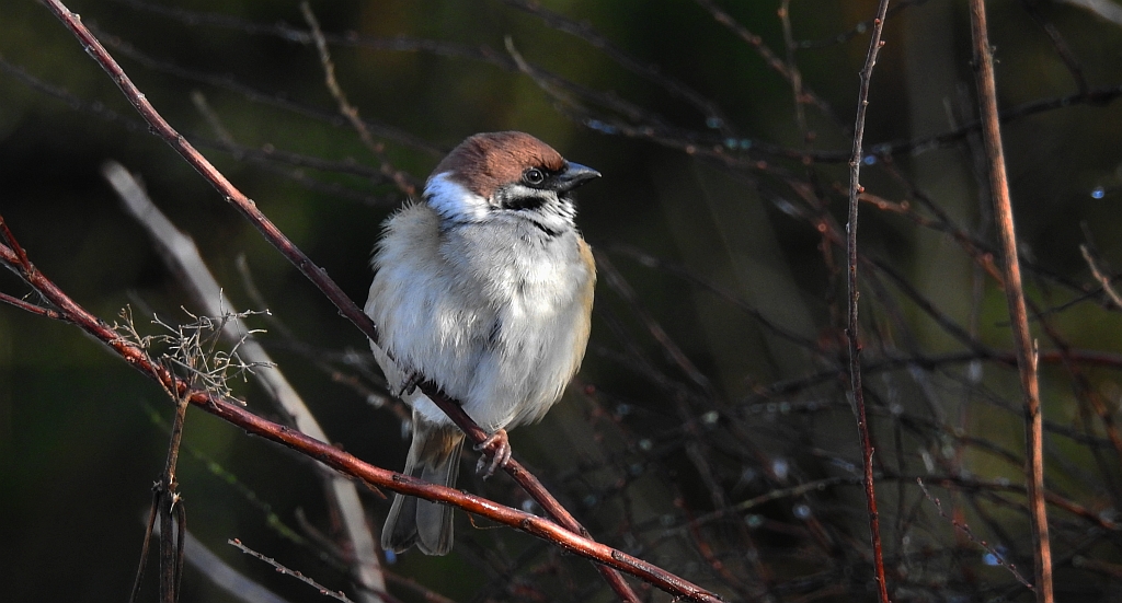 Mazurek, wróbel mazurek, wróbel polny (Passer montanus)