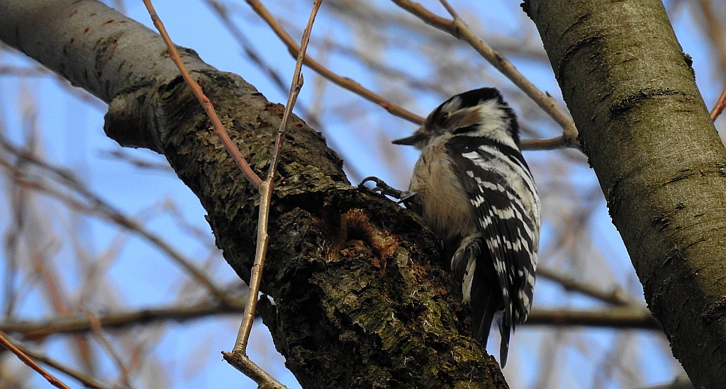 Dzięciołek, dzięcioł mały (Dendrocopos minor)