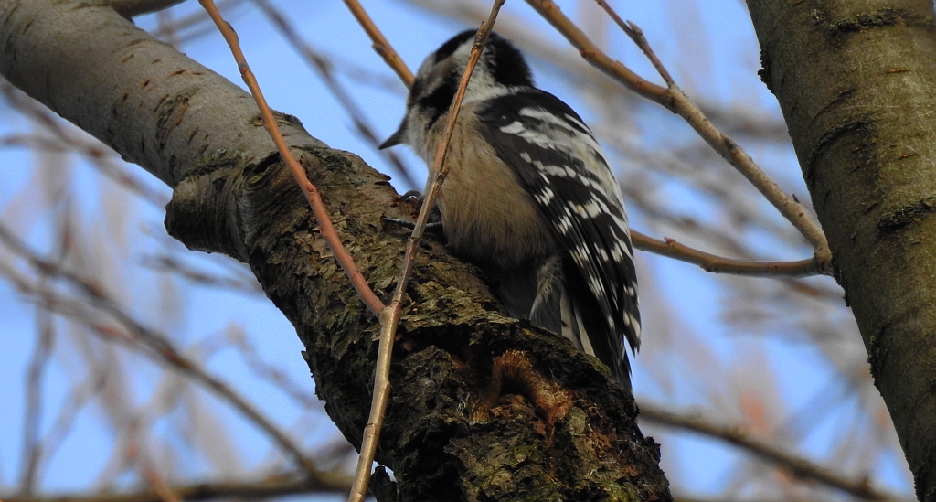 Dzięciołek, dzięcioł mały (Dendrocopos minor)