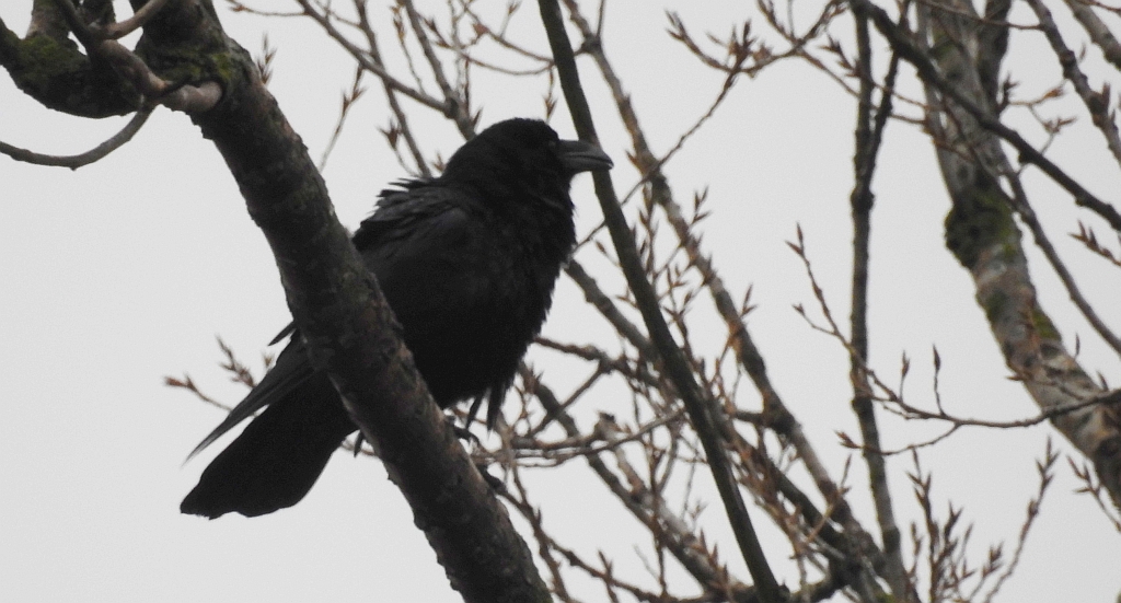Kruk zwyczajny, kruk (Corvus corax)