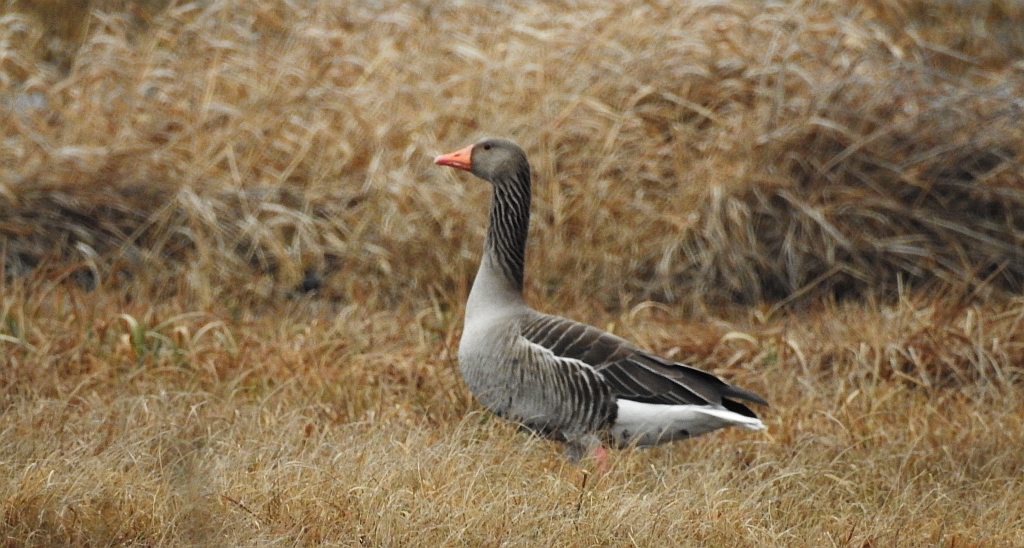 Gęgawa, gęś gęgawa (Anser anser)