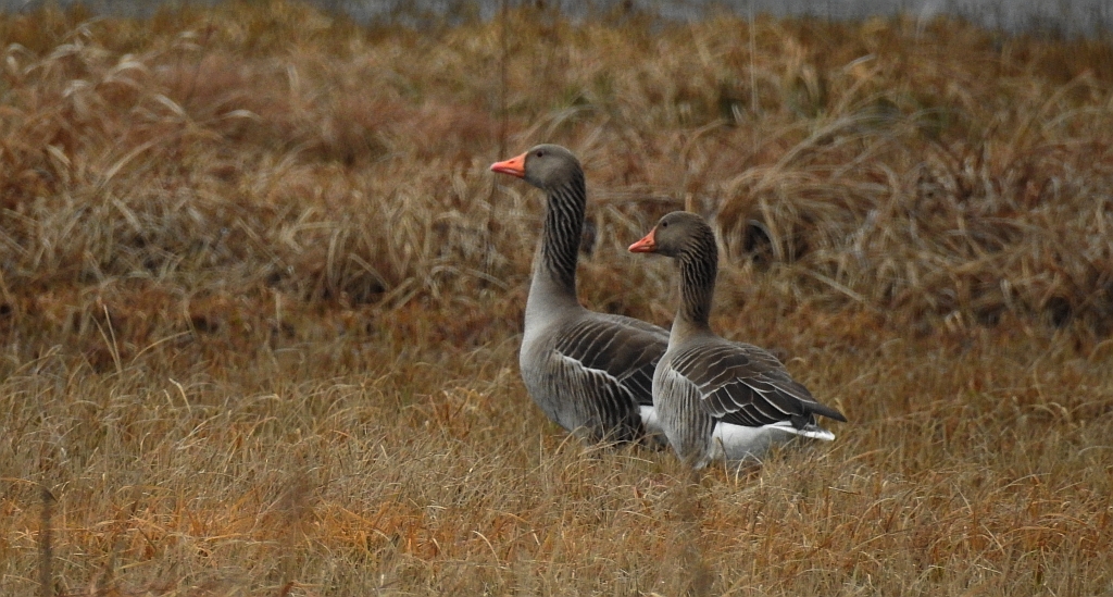 Gęgawa, gęś gęgawa (Anser anser)