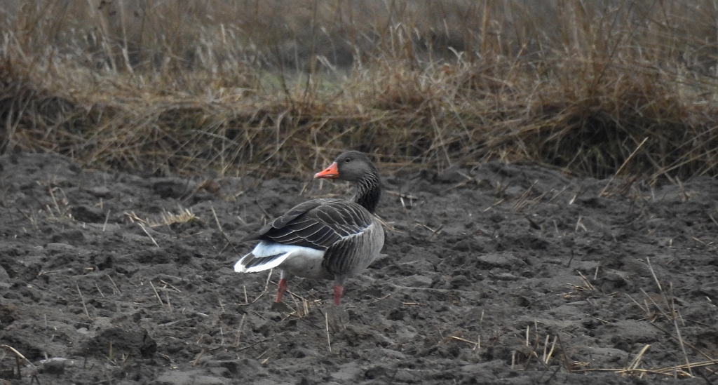 Gęgawa, gęś gęgawa (Anser anser)