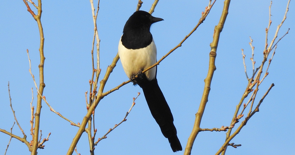 Sroka zwyczajna, sroka pospolita, sroka (Pica pica)