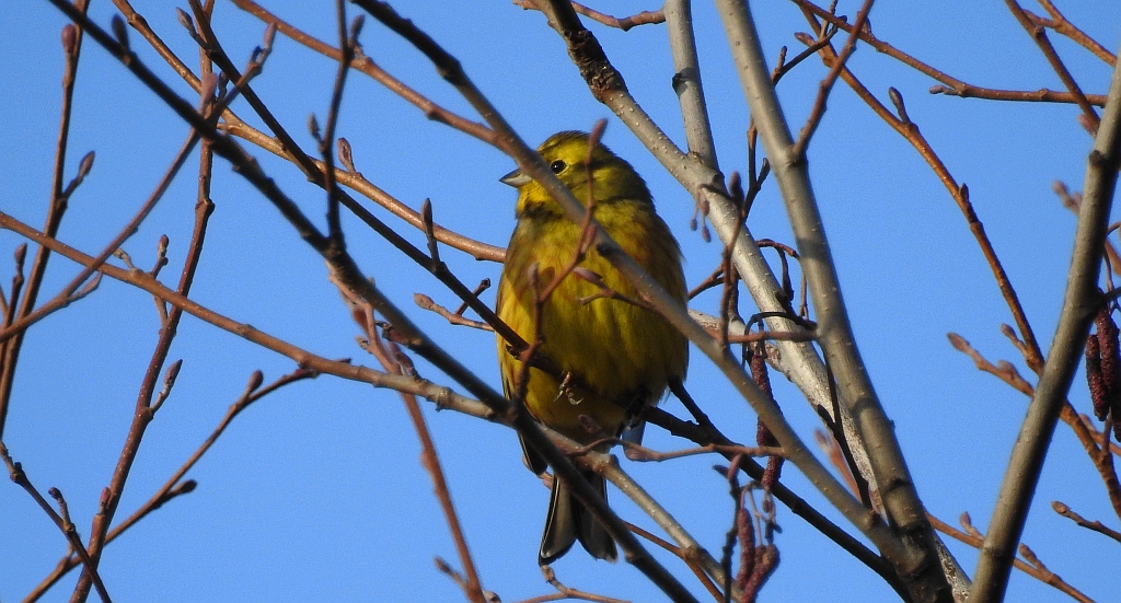 Trznadel zwyczajny, trznadel, trznadel żółtobrzuch (Emberiza citrinella)