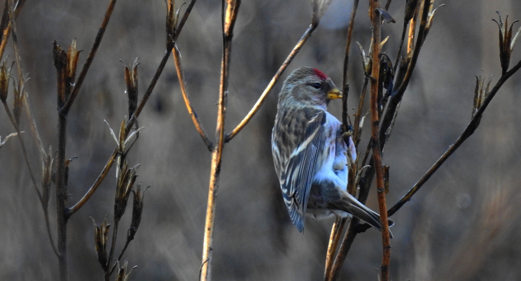 Czeczotka (Carduelis flammea)