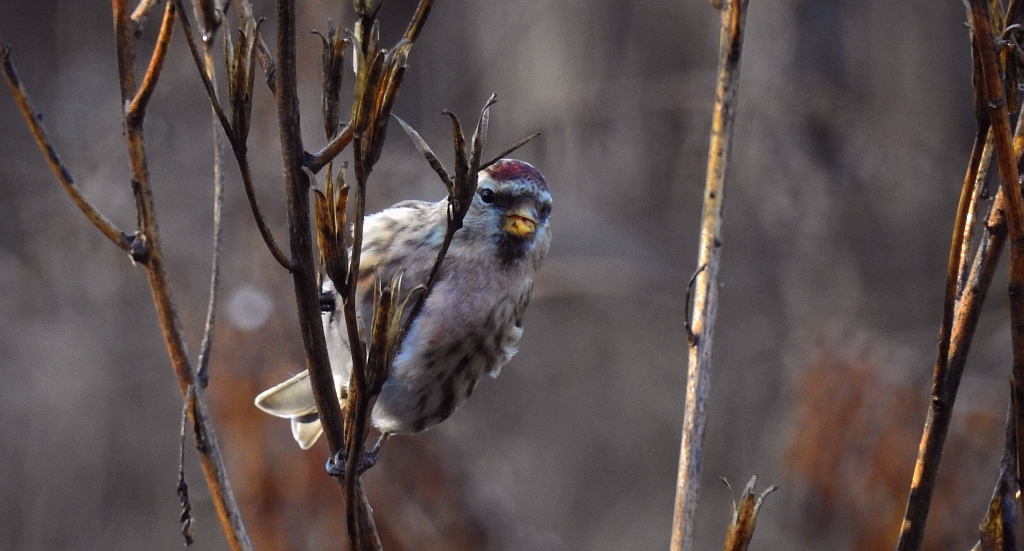 Czeczotka (Carduelis flammea)