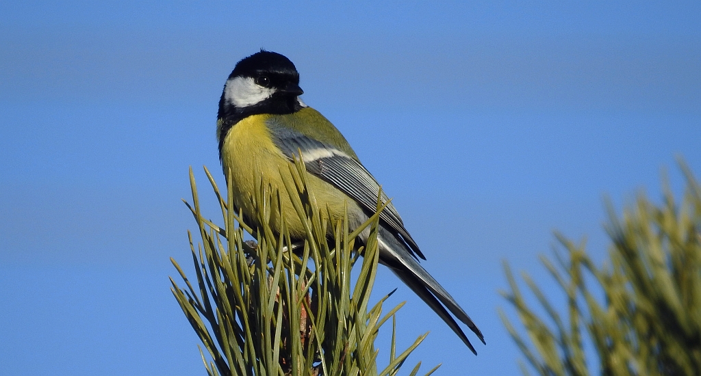 Bogatka zwyczajna, bogatka, sikora bogatka (Parus major)