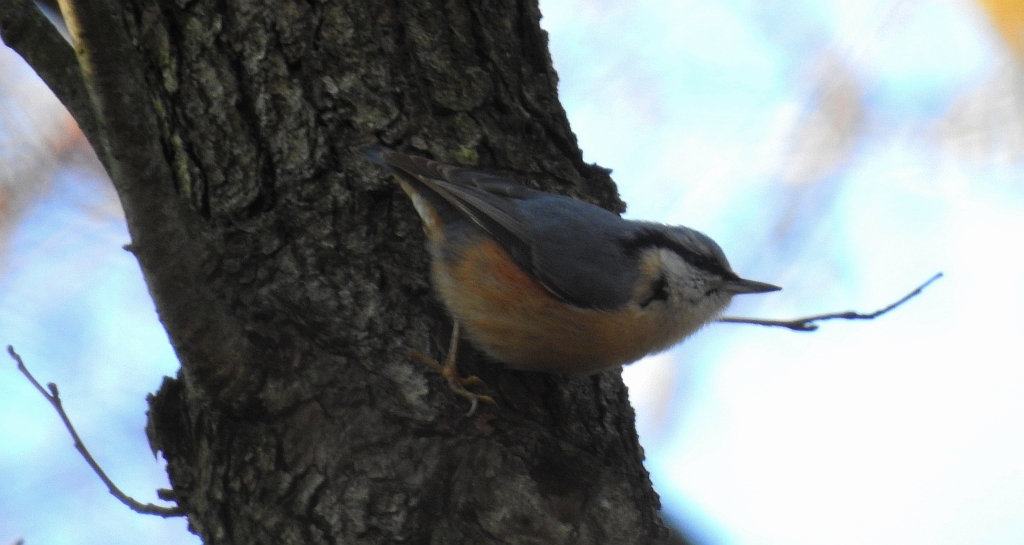 Kowalik, kowalik zwyczajny, bargiel (Sitta europaea)