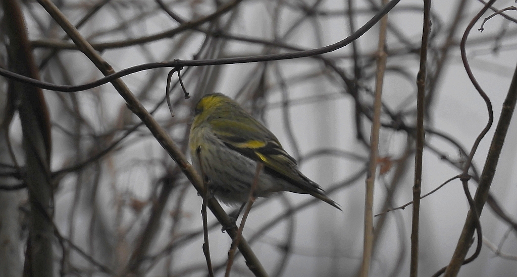 Czyż zwyczajny, czyż pospolity, czyżyk (Spinus spinus)