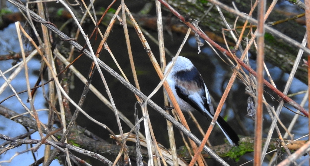Raniuszek zwyczajny, raniuszek (Aegithalos caudatus)