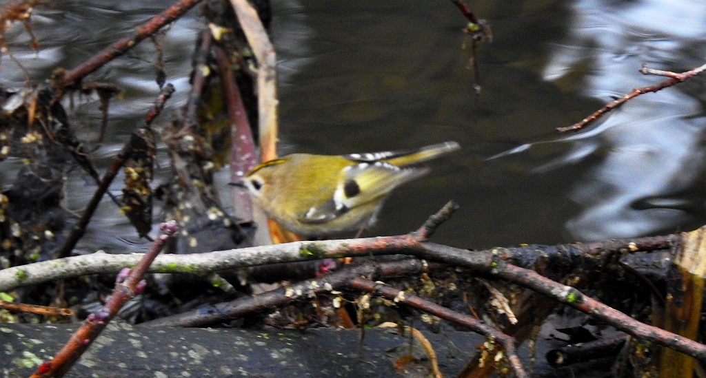 Mysikrólik zwyczajny (Regulus regulus)