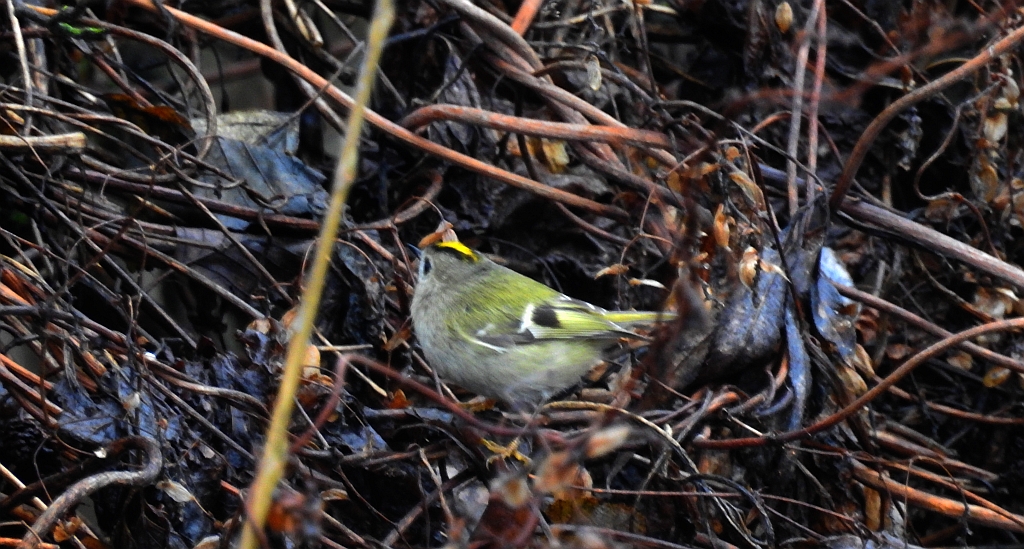 Mysikrólik zwyczajny (Regulus regulus)