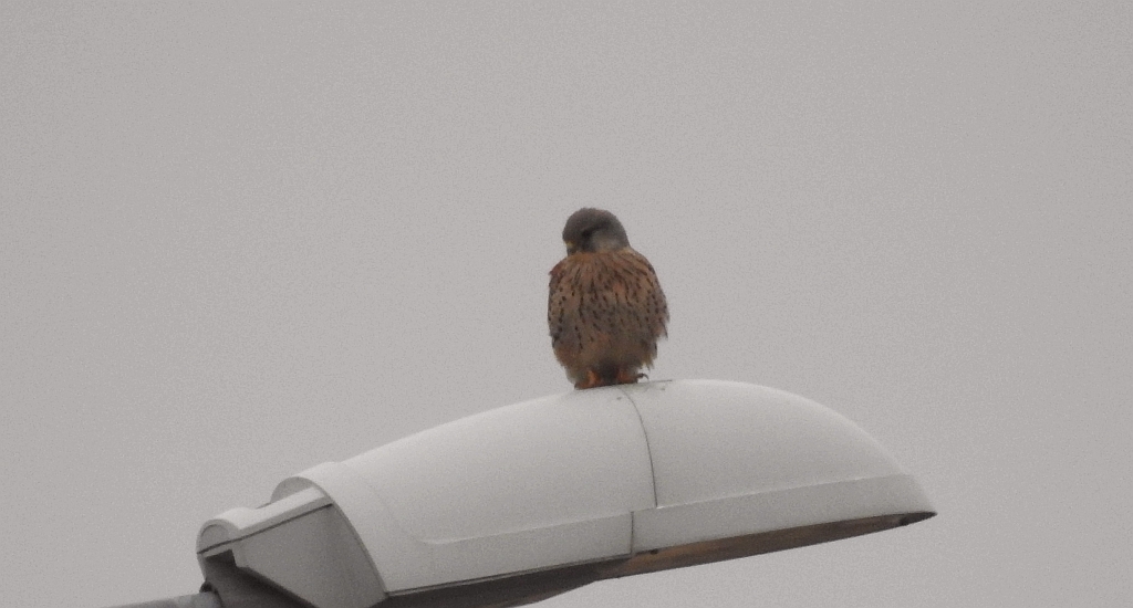 Pustułka zwyczajna, pustułka, sokół pustułka (Falco tinnunculus)