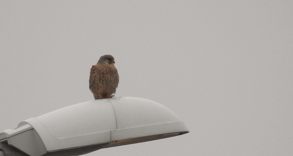 Pustułka zwyczajna, pustułka, sokół pustułka (Falco tinnunculus)