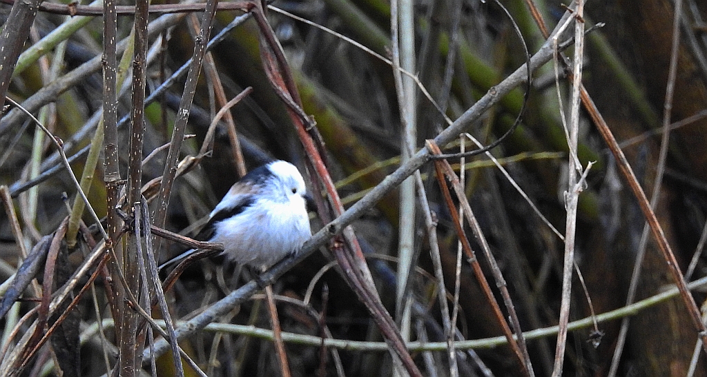 Raniuszek zwyczajny, raniuszek (Aegithalos caudatus)