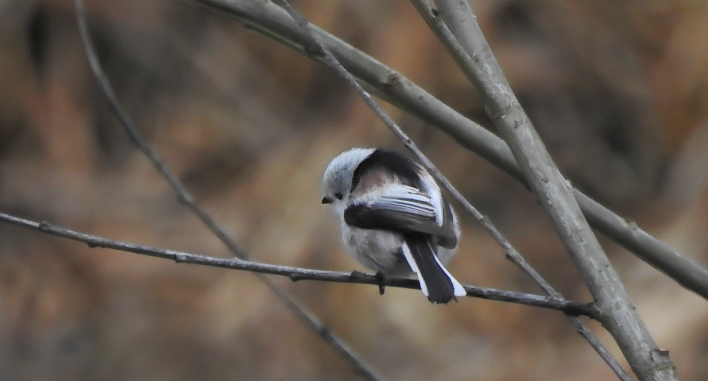 Raniuszek zwyczajny, raniuszek (Aegithalos caudatus)