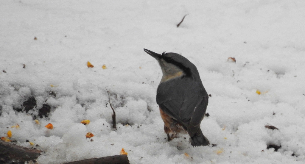 Kowalik, kowalik zwyczajny, bargiel (Sitta europaea)