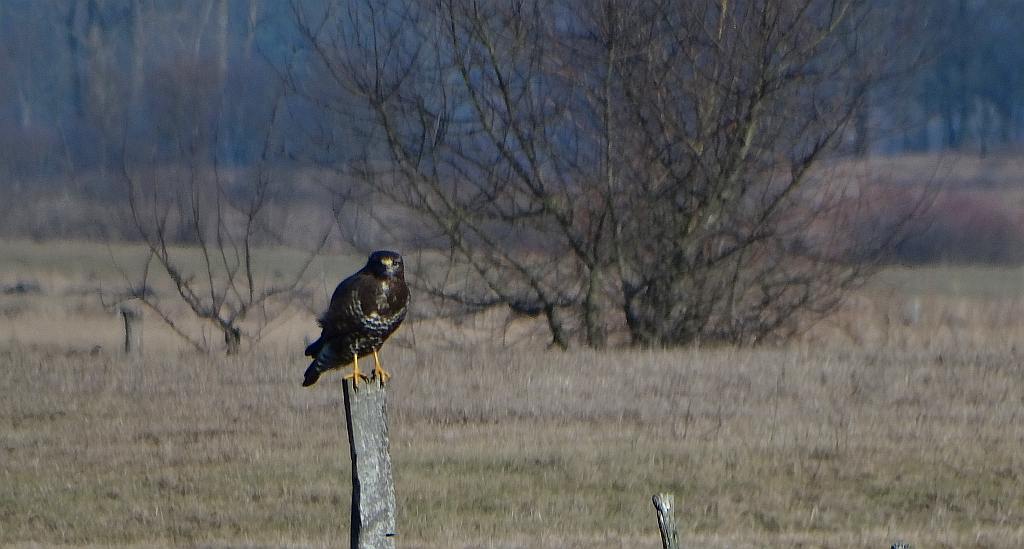 Myszołów zwyczajny, myszołów (Buteo buteo)