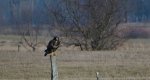 Myszołów zwyczajny, myszołów (Buteo buteo)