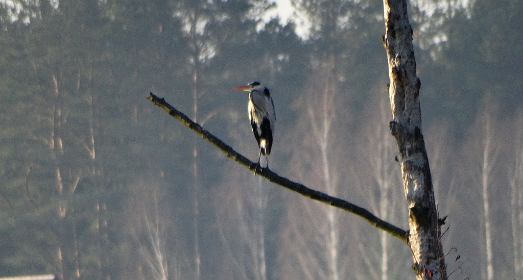 Czapla siwa (Ardea cinerea)