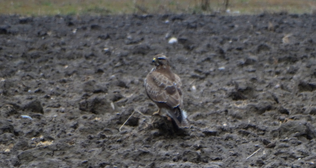 Myszołów zwyczajny, myszołów (Buteo buteo)