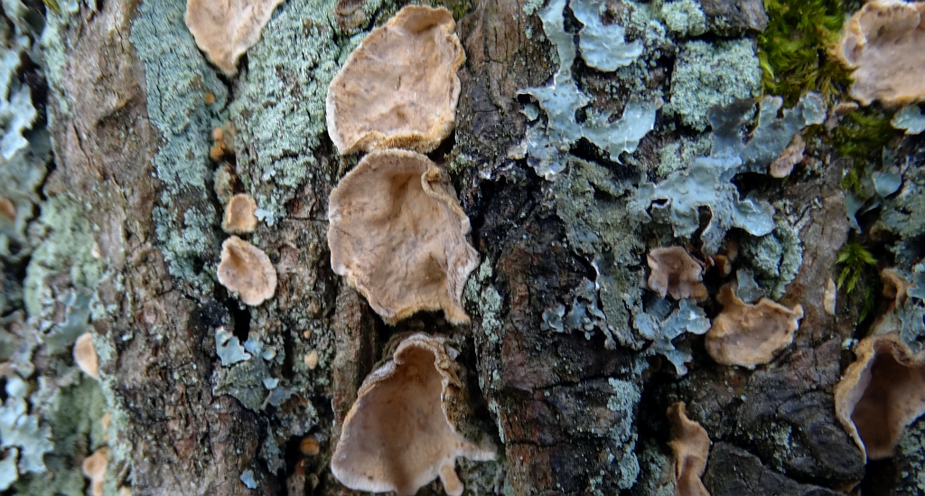 Skórnik pomarszczony (Stereum rugosum)