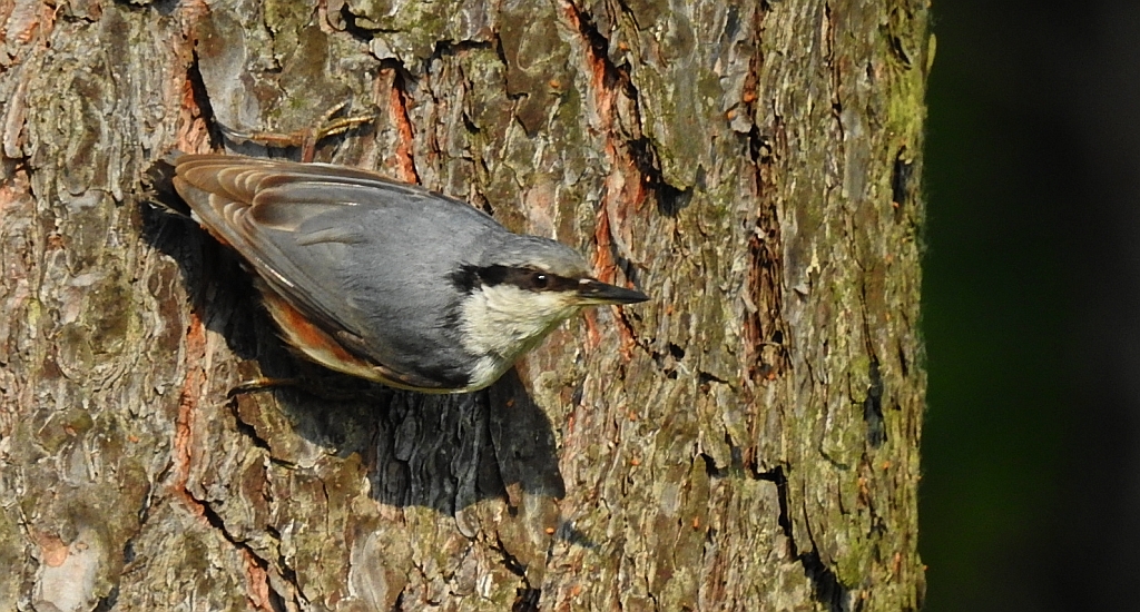 Kowalik, kowalik zwyczajny, bargiel (Sitta europaea)