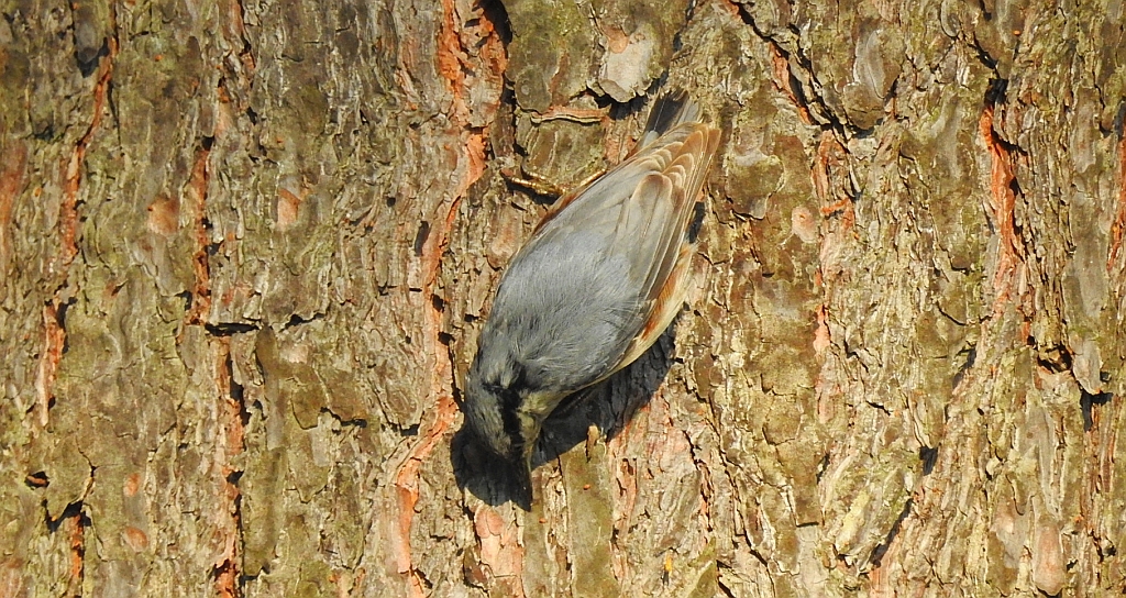 Kowalik, kowalik zwyczajny, bargiel (Sitta europaea)