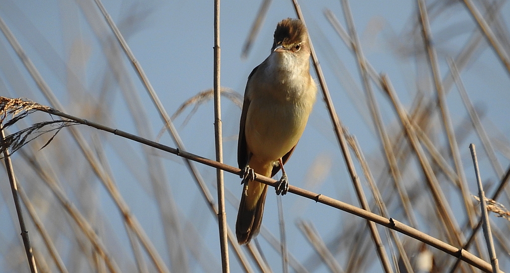 Trzciniak zwyczajny, trzciniak drozdówka (Acrocephalus arundinaceus)