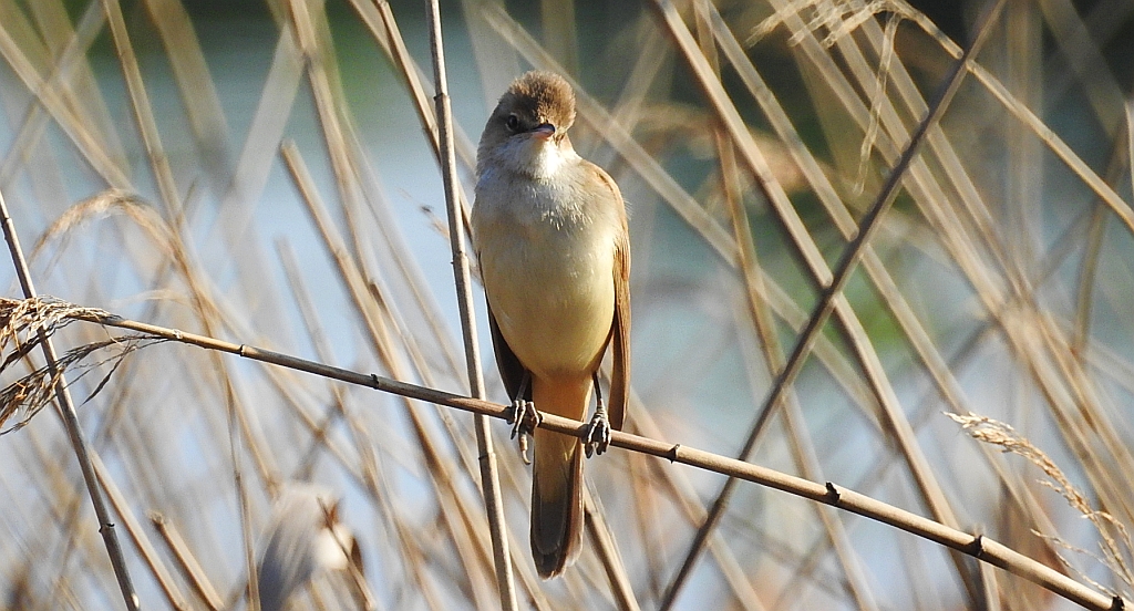 Trzciniak zwyczajny, trzciniak drozdówka (Acrocephalus arundinaceus)