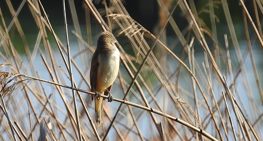 Trzciniak zwyczajny, trzciniak drozdówka (Acrocephalus arundinaceus)
