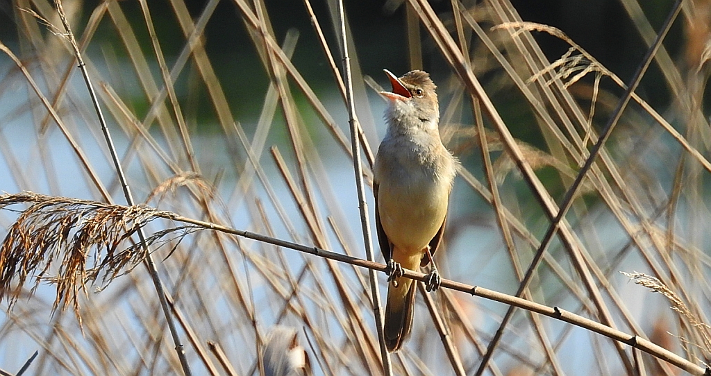 Trzciniak zwyczajny, trzciniak drozdówka (Acrocephalus arundinaceus)