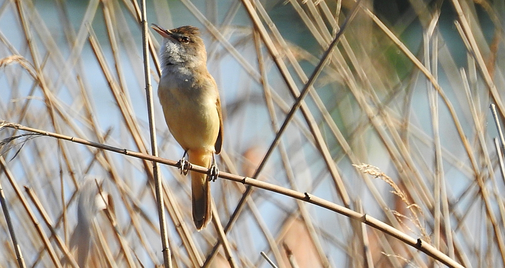 Trzciniak zwyczajny, trzciniak drozdówka (Acrocephalus arundinaceus)